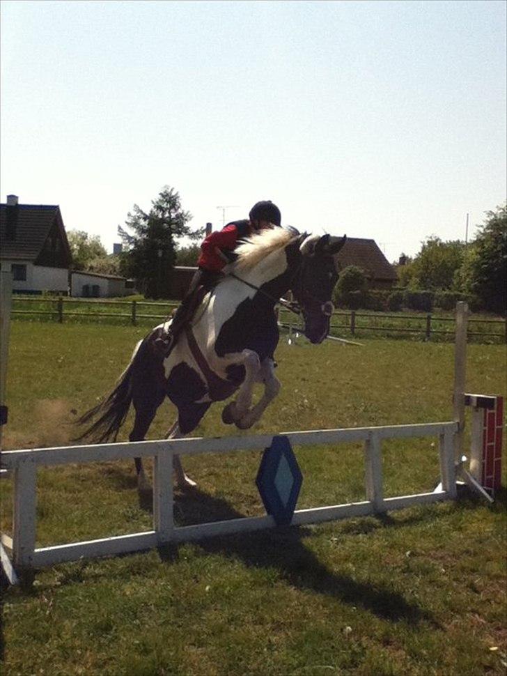 Anden særlig race Bakkes indy - basse!! Du kan alt!! billede 8