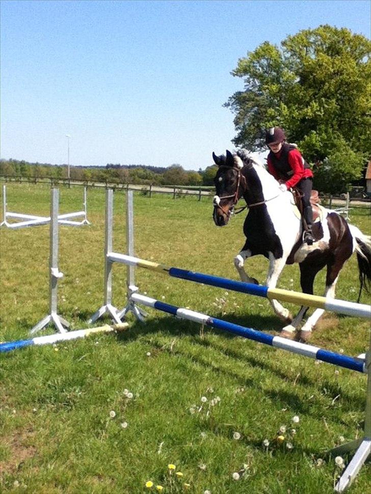 Anden særlig race Bakkes indy - Du kan flyve!! billede 9