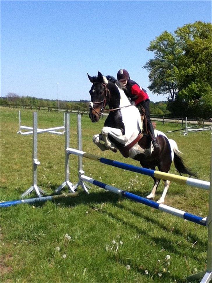 Anden særlig race Bakkes indy - 1 M på dig hoppe heste!! samme dag sprang vi 90cm-95 cm i kombinason(staves) billede 10