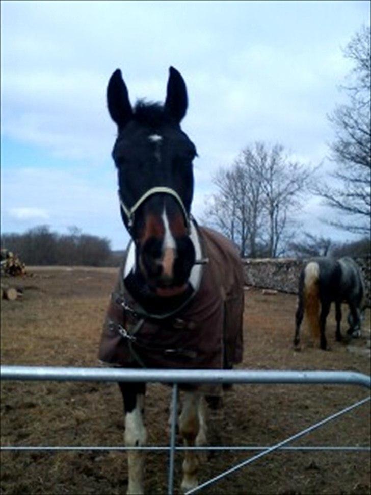 Anden særlig race Bakkes indy - sød, smuk, dejlig og ubeskrivelig;) billede 11