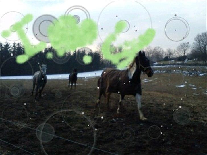 Anden særlig race Bakkes indy - du er dejlig billede 13