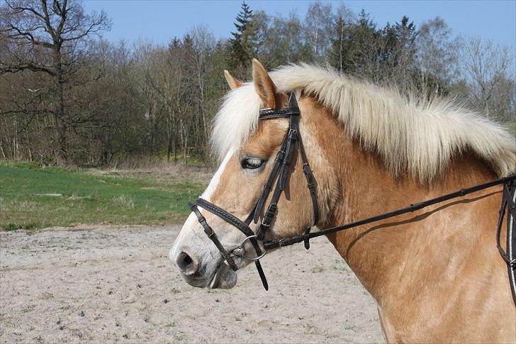 Haflinger Nette billede 9