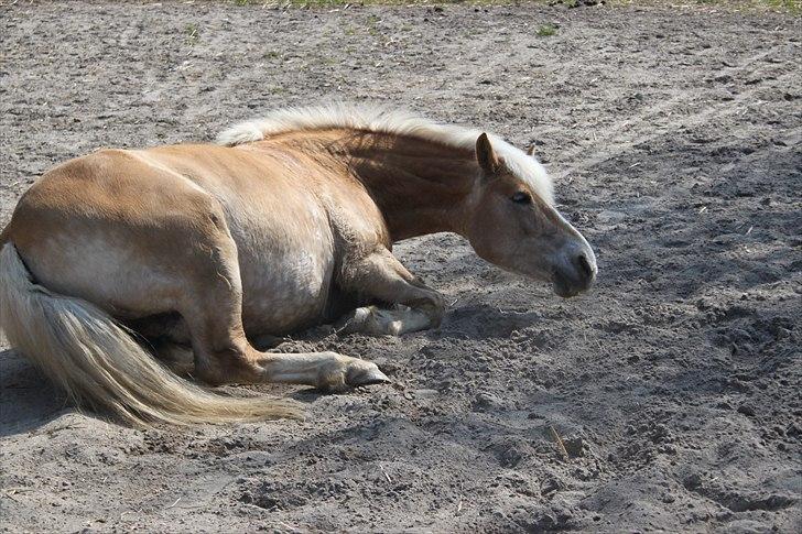 Haflinger Nette billede 12