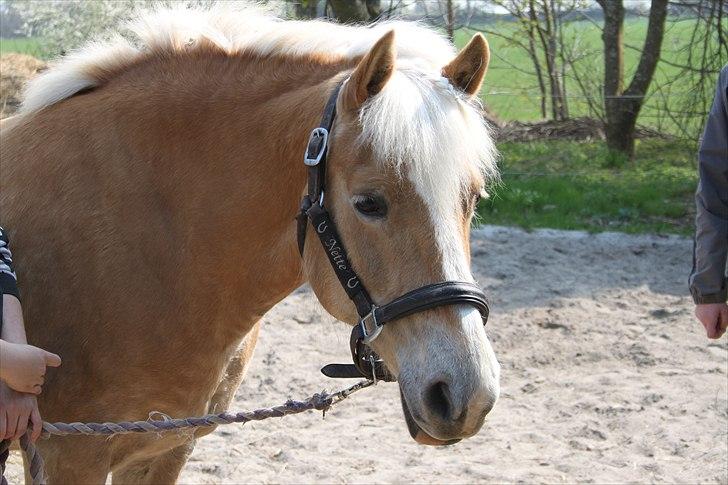 Haflinger Nette billede 1