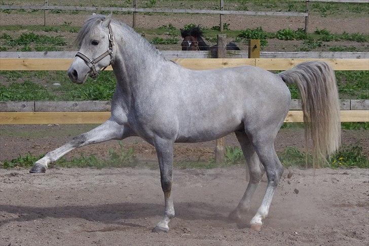 DSP Toftegaard's Hurricane SPH 182 <3 *A-Pony* billede 12