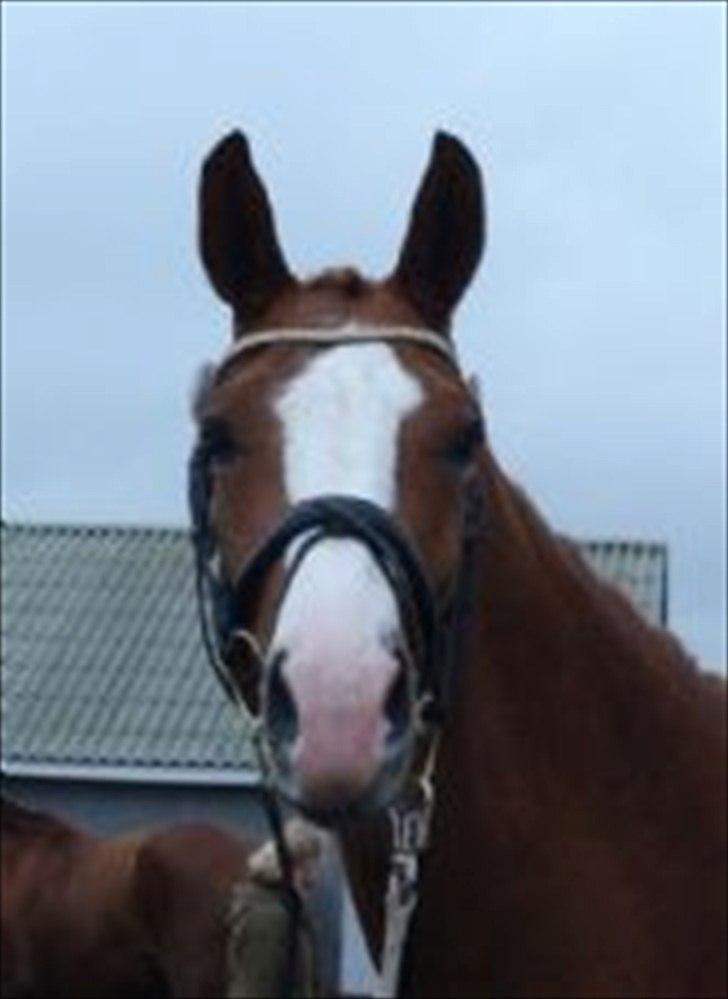 Dansk Varmblod GRØNTANG DIVA billede 1