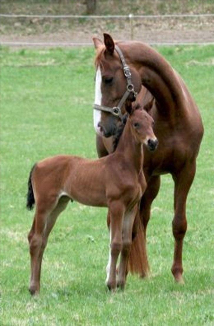 Dansk Varmblod GRØNTANG DIVA billede 2