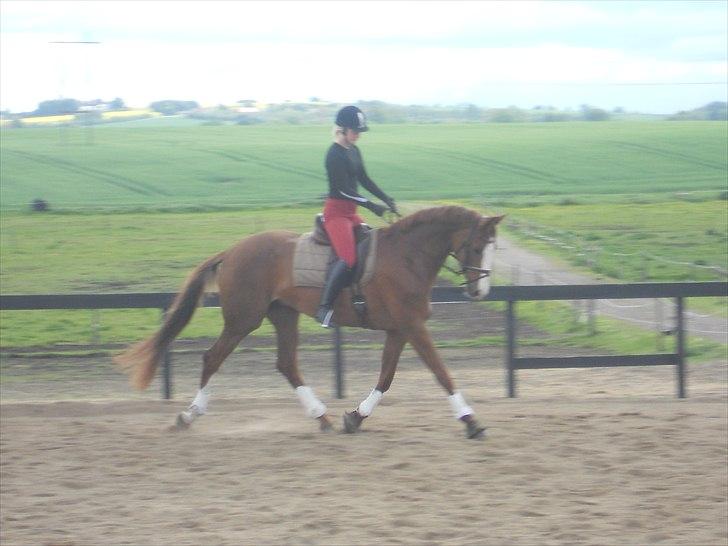 Dansk Varmblod GRØNTANG DIVA billede 3