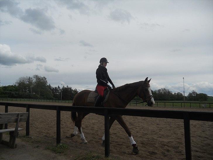 Dansk Varmblod GRØNTANG DIVA billede 4