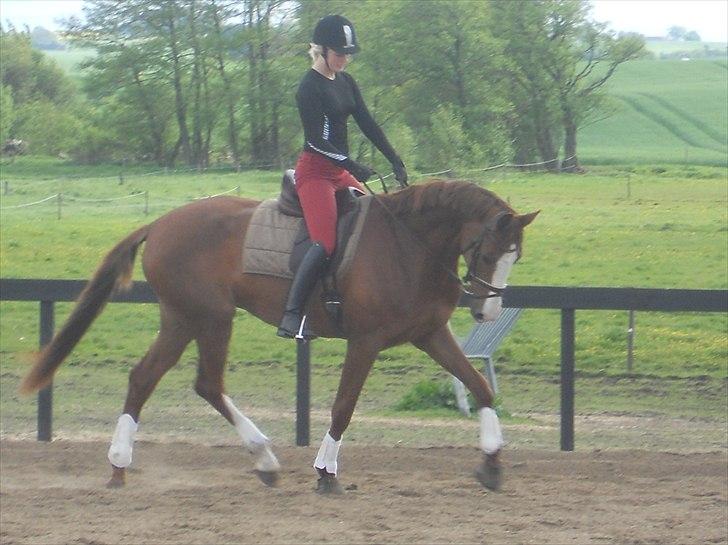 Dansk Varmblod GRØNTANG DIVA billede 5