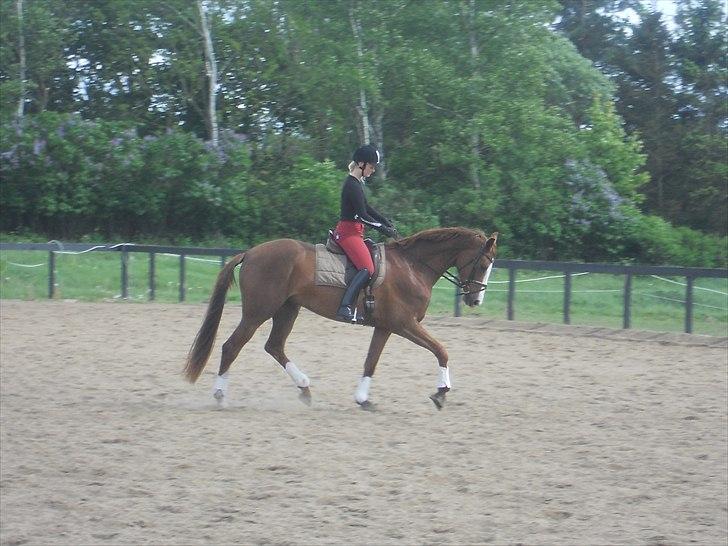 Dansk Varmblod GRØNTANG DIVA billede 6