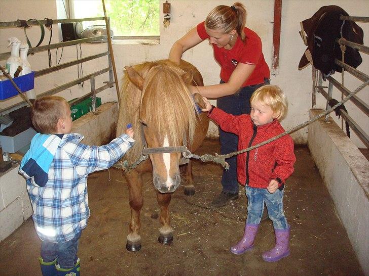 Shetlænder Sdr. Dams Hilda - Hilda havde besøg af Julie g Oliver billede 17