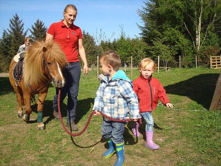Shetlænder Sdr. Dams Hilda - Hilda havde besøg af Julie g Oliver billede 18