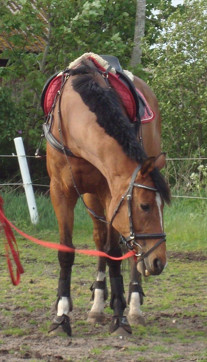 Fuldblod (XX) Tombola - 16 dage efter jeg fik ham hjem, anden gang med udstyr.  billede 6