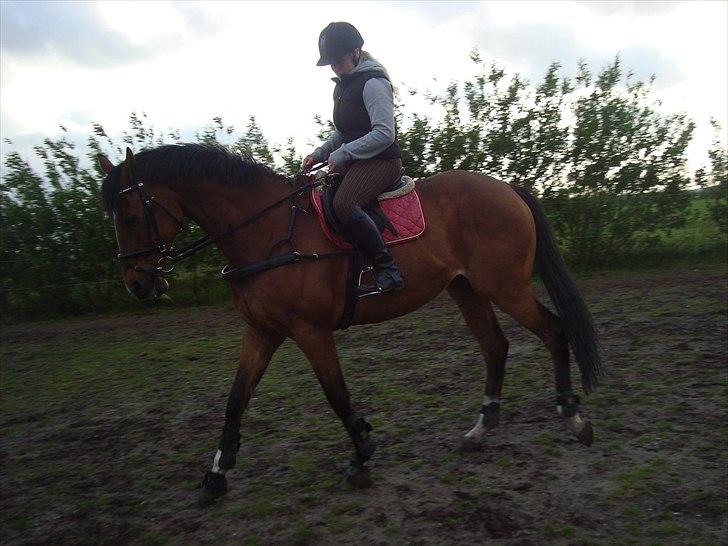 Fuldblod (XX) Tombola - 16 dage efter jeg fik ham hjem, hvad rigtigt foder, hø og en ormekur dog kan gøre ved en hest! første gang jeg sidder på ham! skridtes kun! billede 7