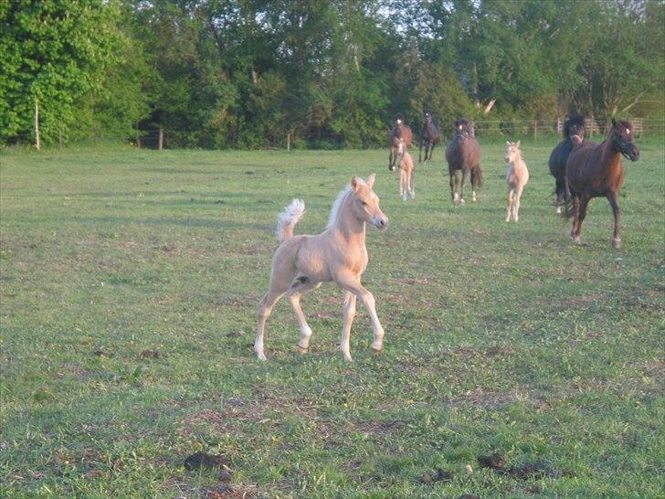 Palomino Romeo´s Lamborghini - Så er jeg vokset til en smuk stjerne på 18 dage, billede taget af SF billede 8