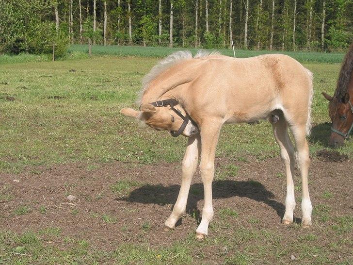 Palomino Romeo´s Lamborghini - Det klør altså lige mellem forbene   :) billede 9