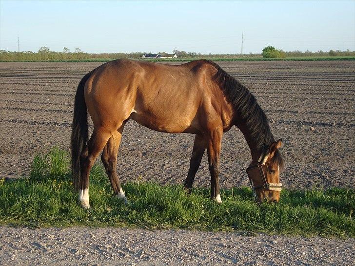 Fuldblod (XX) Tombola - 30 april, dagen efter han kom hjem.  billede 8