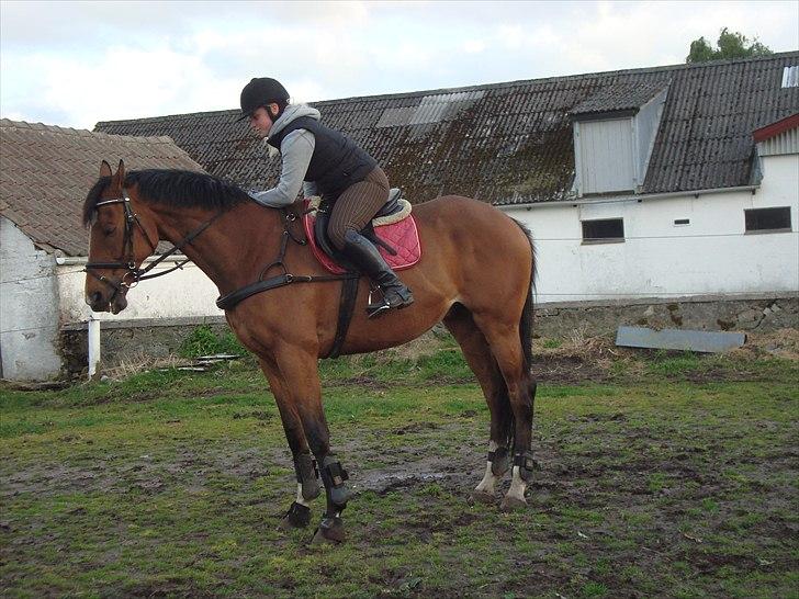 Fuldblod (XX) Tombola - d. 15 maj, se forskellen. Her er jeg lige kommet op, det bedste billede at se huld på :-)  billede 9