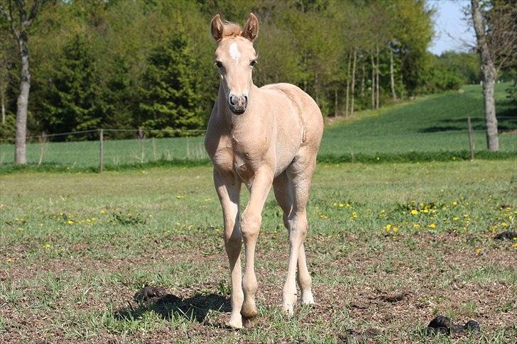 Palomino Romeo´s Luxus billede 9