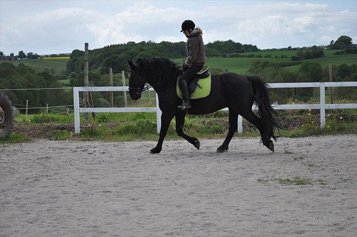 Anden særlig race Eskelys Monty  billede 20