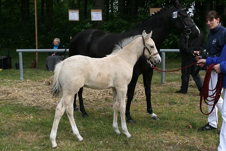 DSP Lykkebo Comet billede 8