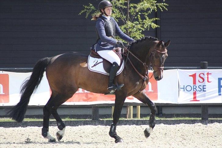 Dansk Varmblod - Caliber - calle til DM 2011 billede 5