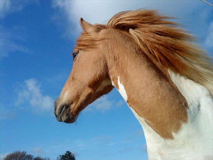 Anden særlig race Sønderstrandens Pepsi SOLGT - Et billede, fra en lidt sjov vinkel, men syntes det var så specielt, at det blev en smule godt? :D Men jah, vildhesten i sig selv? ;D billede 7