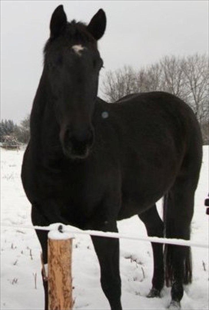 Holstener  Candis A.K.A Herta - men jeg er vist lidt uopdragen  til tider ....gider ikke stå stille når man skal op billede 6