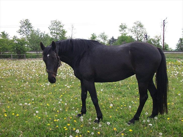 Holstener  Candis A.K.A Herta - Herta herself billede 7