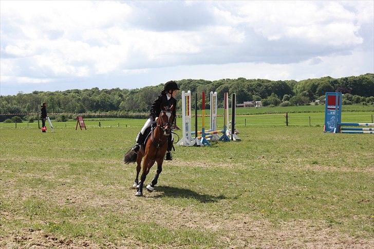 Welsh Pony (sec B) Amigo Ferrari min elskede savnet solgt - stævne i hedensted ld spring billede 12
