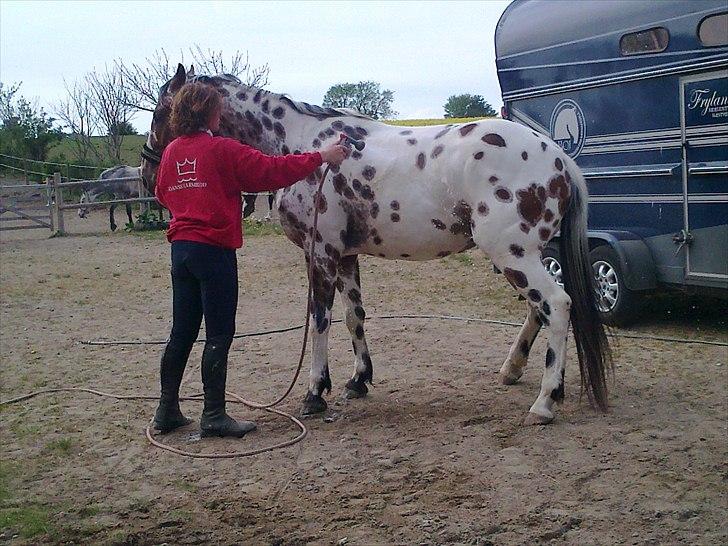 Knabstrupper Coco - Første bad billede 7
