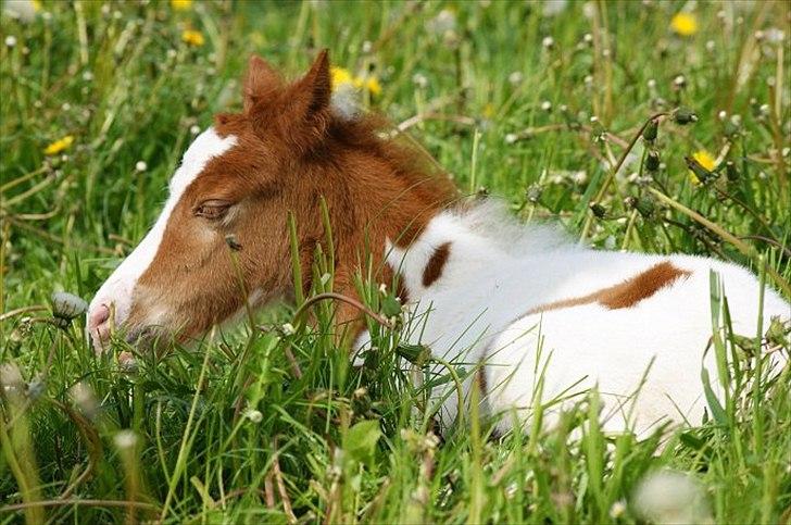 Pinto  l »Piilgaardens Limbo« billede 2