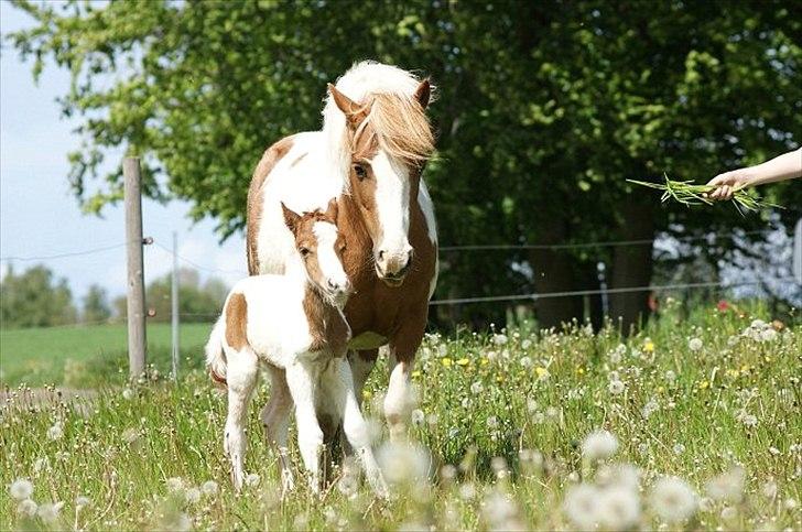 Pinto  l »Piilgaardens Limbo« billede 3