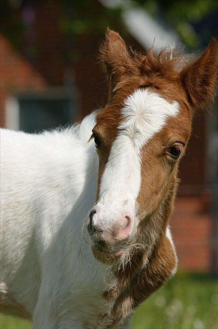 Pinto  l »Piilgaardens Limbo« billede 4