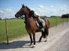 Welsh Cob (sec D) Tomba <3  (Halvpart) [Tidl. part]