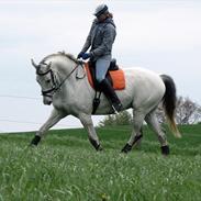Anden særlig race Marco