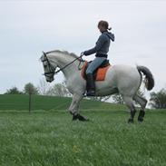 Anden særlig race Marco