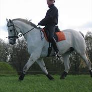 Anden særlig race Marco