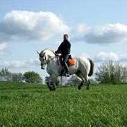 Anden særlig race Marco