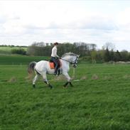 Anden særlig race Marco