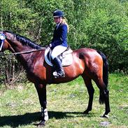 Holstener Reach Out 16 *STJERNEN*