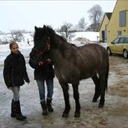Islænder Drifa fra St. Sognstrup