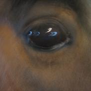 Anden særlig race Flicka elmely`s  elev pony