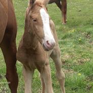 Palomino Golden Princess