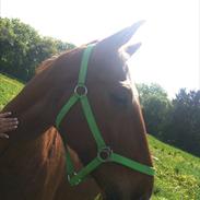 Traver tito havemark Himmelhest <3