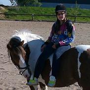 Irish Cob Indy