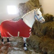 Welsh Mountain (sec A) Fruemoses Chopin