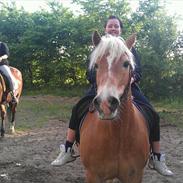 Haflinger Rasmus