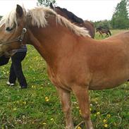 Haflinger Rasmus